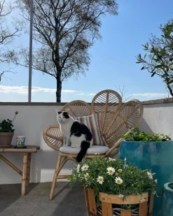 Cadeira Pavao Em Rattan De Cor Natural 88 Cm Florentine Ii