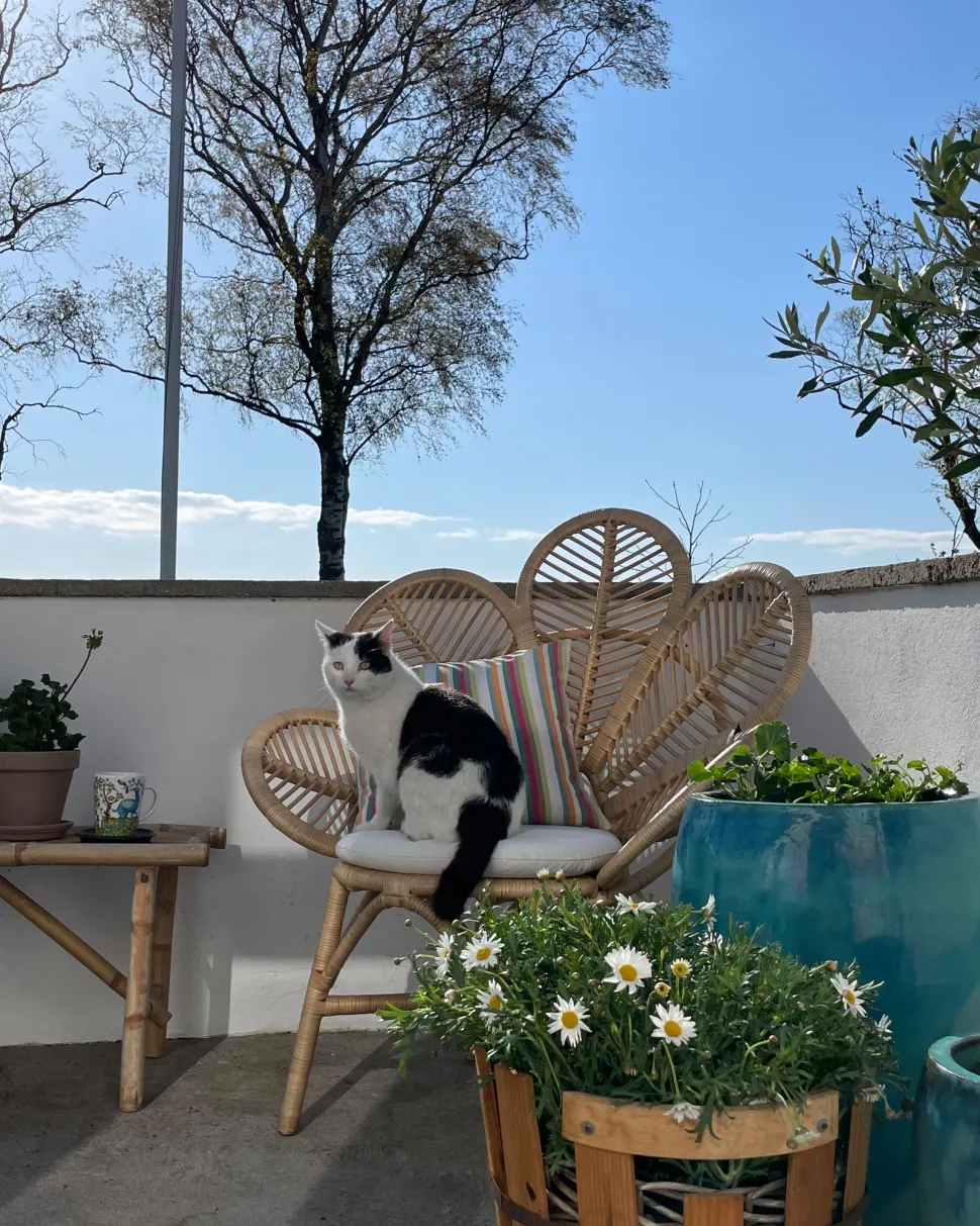 Cadeira Pavao Em Rattan De Cor Natural 88 Cm Florentine Ii